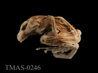 藏品(臺北樹蛙)的圖片